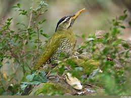 Black Birds In Pakistan Scaly Bellied Woodpecker Picus Squamatus By Imran Shah In Pakistan Pajaro Carpintero Pajaros Aves