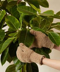Image result for Ficus tesselata