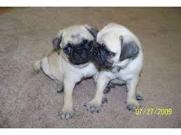 Pugs really are small dogs but their personalities are just remarkable! Pug Puppies In North Carolina
