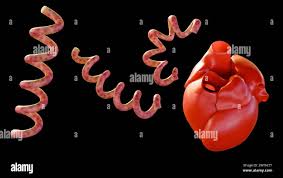 Image result for Cardiovascular Syphilis