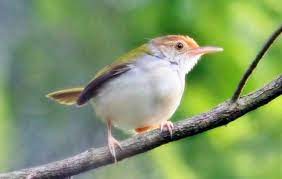 Download Suara Burung Ciblek Betina Untuk Pemikat Pengicau Net