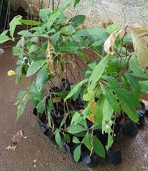 Image result for Terminalia bellirica