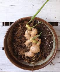 Check spelling or type a new query. Pin By Michal Thornton On An Inspired Garden Growing Ginger Grow Ginger From Root Plants