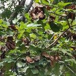 Image result for Pterocarpus rotundifolius
