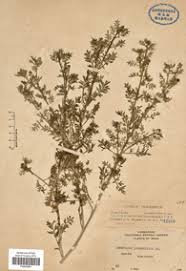 Image result for Coronopus integrifolius