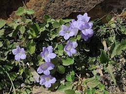 Image result for Ruellia patula