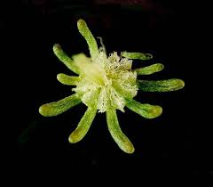 Check spelling or type a new query. Complex Thallose Liverworts Media Encyclopedia Of Life
