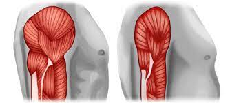 How To Prevent Muscle Loss As We Get Older - Fearons Gym, Derby