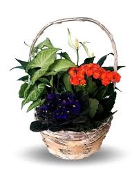 Maybe you would like to learn more about one of these? Sympathy Plants Delivery Orland Park Il Mitchell S Orland Park Flower