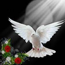 Espíritu santo paloma paloma de la paz imágenes hermosas hermosos paisajes image de paix oraciones catolicas milagrosas gifs naturaleza paloma de la paz imágenes de bendiciones fondo de pantalla gif fotos de luto gif. Splash Of Color Imagenes De Palomas Blancas Fotos De Palomas Paloma De La Paz