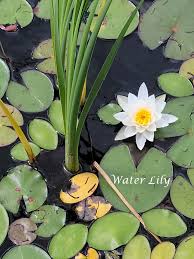 Image result for Nymphaea maculata