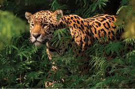 The team was created on december 5, 2012 at a meeting held by team president nelson soto duque, the mayor of montería, and the governor of córdoba. No Existen Casos De Jaguares Que Se Dediquen Sistematicamente A Matar Y Download Scientific Diagram