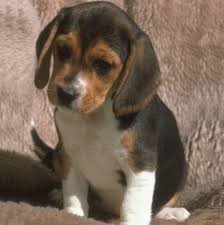 The beagle is excellent with children and generally good with other dogs. Miniature Beagles For Adoption Hubpages