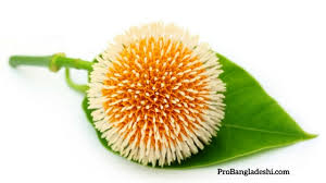 It is a high productive flower. Flowers Of Bangladesh Pro Bangladeshi