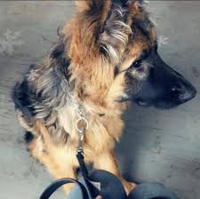 Look at pictures of german shepherd dog puppies who need a home. German Shepherd Puppies For Sale Edison Nj 326063