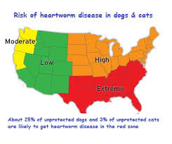 In rare cases, people can get heartworms. Heartworms