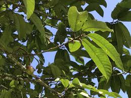 Image result for Pentadesma