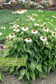Stems are sturdy and pubescent with leathery oval or lance shaped leaves. Echinacea Purpurea P Stock Photo By Nova Photo Graphik Image 0856298