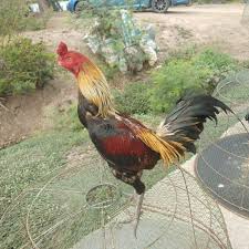 Ayam bangkok juara thailand dan keunggulannya bagi para pecinta ayam petarung, tentu sudah tak asing lagi dengan ayam jenis ayam bangkok. Harga Telur Ayam Pama Terbaru Mei 2021 Biggo Indonesia