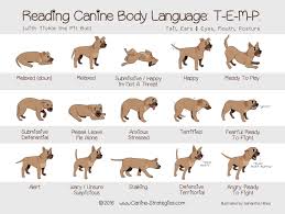 How To Socialize A German Shepherd With Easy Actionable Tips Dog Body Language Dog Language Dog Training