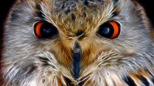 Burung ini merupakan satwa yang cukup unik karena disebut sebagai hewan nokturnal yang hidup pada malam hari. 53 Gambar Burung Hantu Yang Paling Seram Terbaik Gambar Pixabay