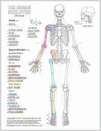 Human Anatomy Drawing Book Pdf Free Download Best Of Collection Anatomy Coloring Book 3rd Edition Anatomy Coloring Book Human Body Diagram Human Anatomy