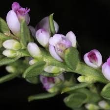 Image result for Muraltia