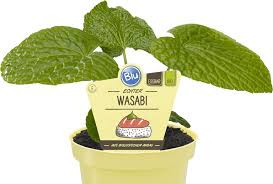 However, wasabi also has a spiciness that makes even adults tear up if too much is eaten at a time. Wasabi Blu Krauter Gemuse So Gesund Kann Lecker Sein