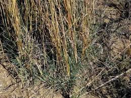 Image result for Digitaria eylesii