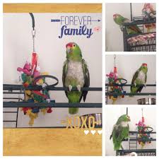 Paco A 40 Year Old Very Neglected Bird Showed Remarkable Resilience And Trust As We Nursed Him Through Surgery And Happy Tails Dog Training Classes Adoption
