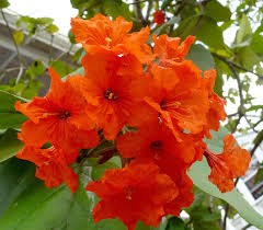 Image result for Cordia