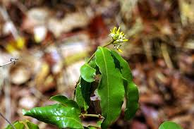 Image result for Landolphia kirkii