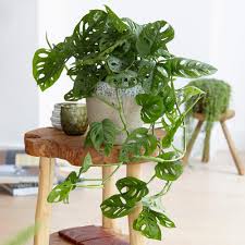 Image result for Monstera