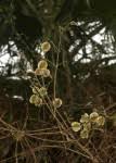 Image result for Combretum mossambicense