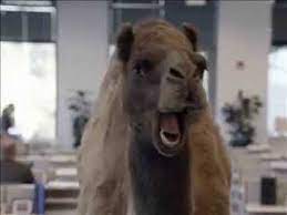 Geico hump day camel commercial happier than a camel on wednesday. Hump Day Is Here Youtube