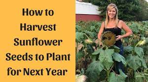 Thin them out leaving the strongest, tallest plants. Sunflower Seeds Harvesting For Planting Youtube