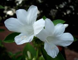 Image result for Barleria oxyphylla