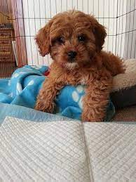 Gorgeous Colour Cavoodle Puppy Cute Puppies Puppies Cute Little Puppies