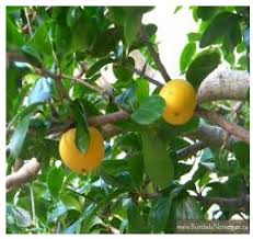 Image result for Macrotyloma maranguense