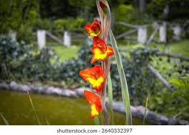 Image result for Gladiolus dalenii