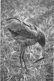 Image result for Panicum chambeshii