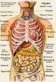 The different organ systems in the human body include. Colour Cutaway Illustration Of The Front Of The Human Torso From Larousse Medical Illustre 1914 Human Body Anatomy Human Anatomy Art Human Anatomy Picture