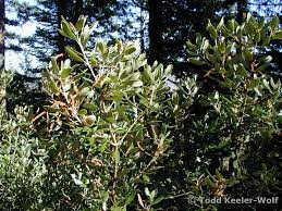 Image result for Daknopholis