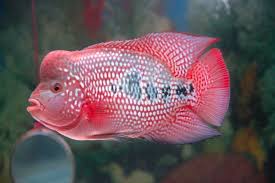Pin On Ryans Flowerhorn Pics