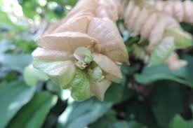 Image result for Flemingia strobilifera
