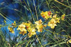 Image result for Parkinsonia aculeata