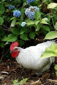 Pin Von Graqciela Diaz Auf Chickens Kurochki Huhnerhaltung Im Garten Huhner Im Garten Huhnerrassen