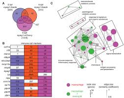 Are you getting roblox error code 279? Frontiers Rnaseq Profiling Of Leukocyte Populations In Zebrafish Larvae Reveals A Cxcl11 Chemokine Gene As A Marker Of Macrophage Polarization During Mycobacterial Infection Immunology