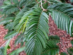 Image result for Newtonia buchananii
