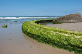 Check spelling or type a new query. Emma Wood State Beach Ventura Ca California Beaches